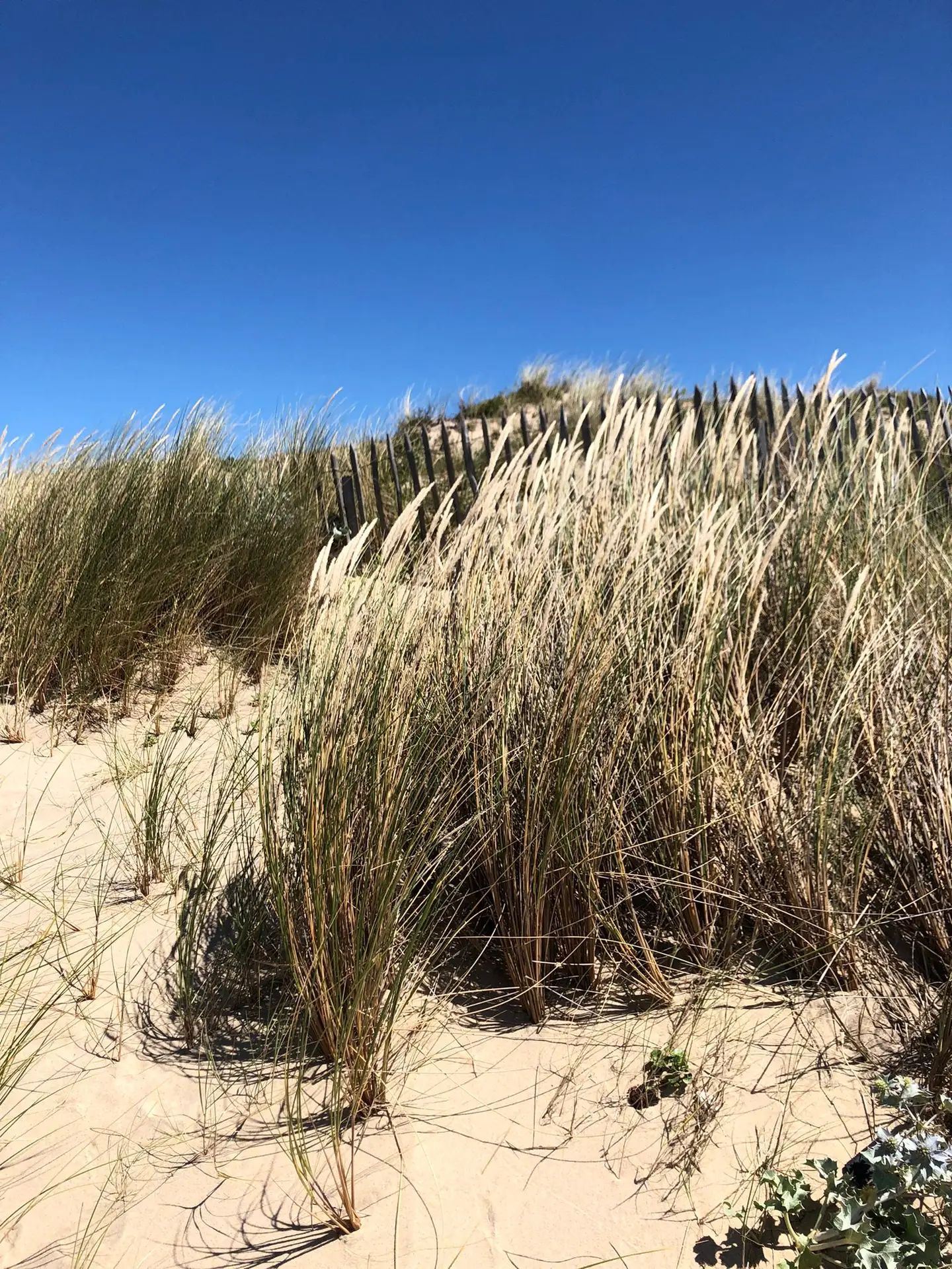 Dunes