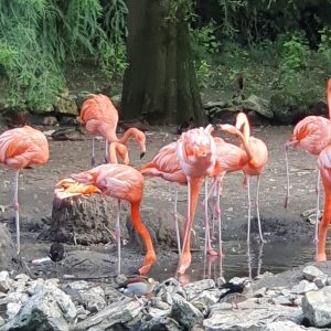 Zoo de la Palmyre