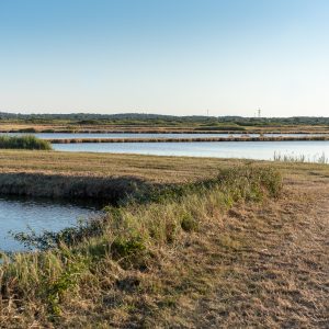 Marais du Logit et du Conseiller